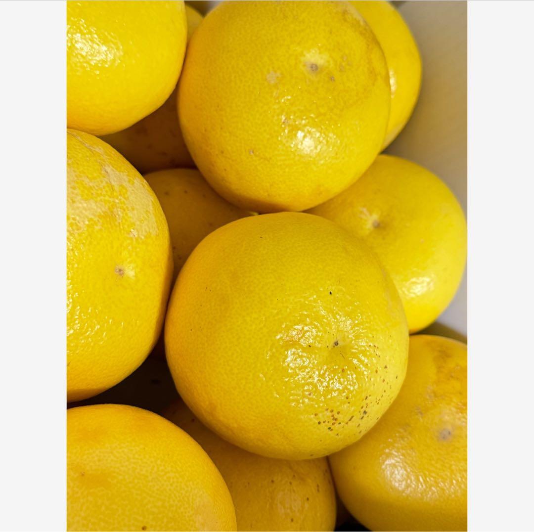 34高知特産 露地栽培 土佐文旦 3L4L文旦 約20kg 大玉 サイズ