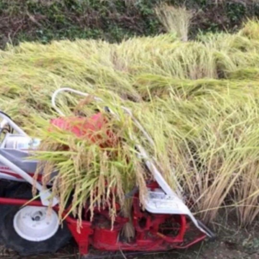 希少！ はざかけ米 無農薬！農家直送 100% コシヒカリ 20Kg