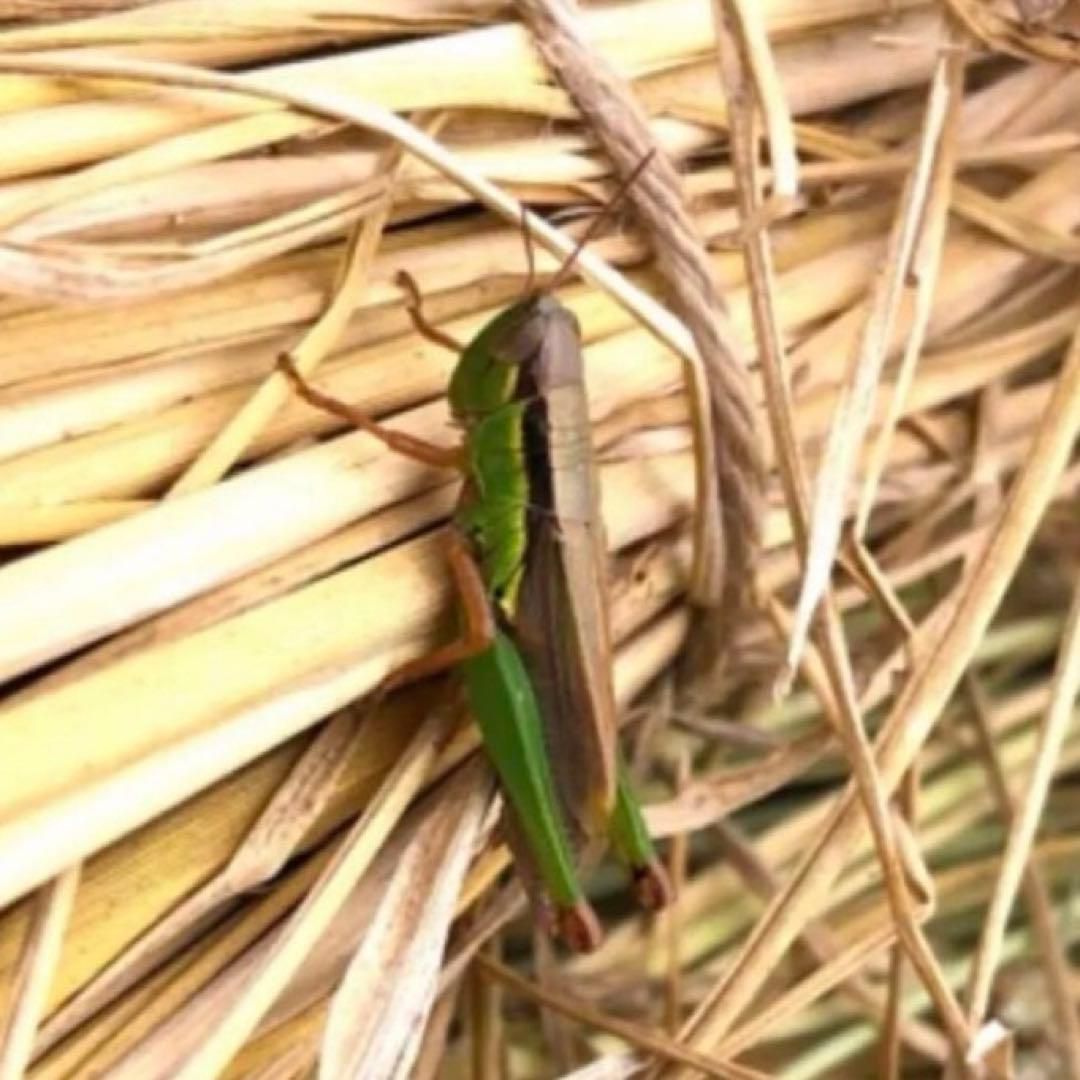 希少！ はざかけ米 無農薬！農家直送 100% コシヒカリ 20Kg