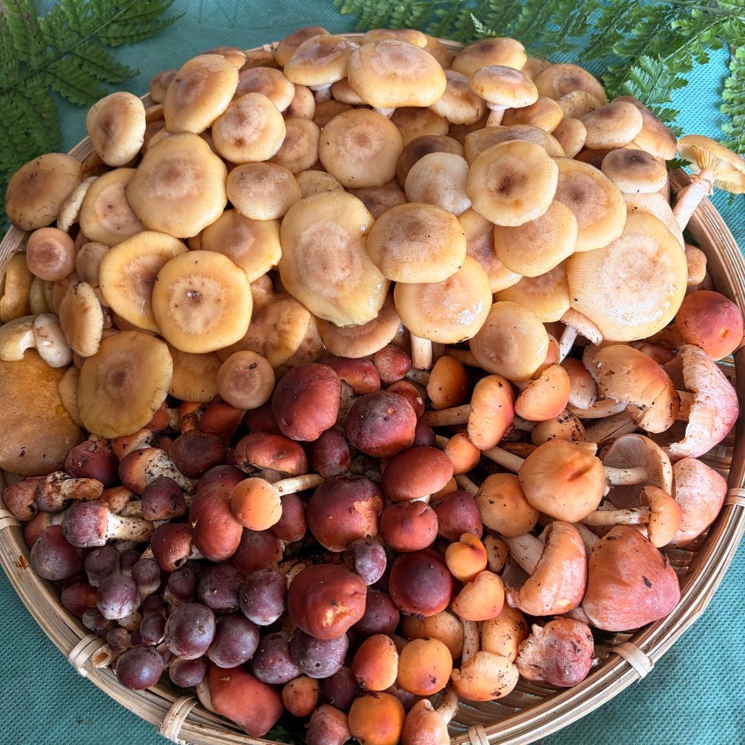 食材仕入れ専門‼️ 天然きのこ 舞茸 クリタケ ナラタケ2kg クール送料込