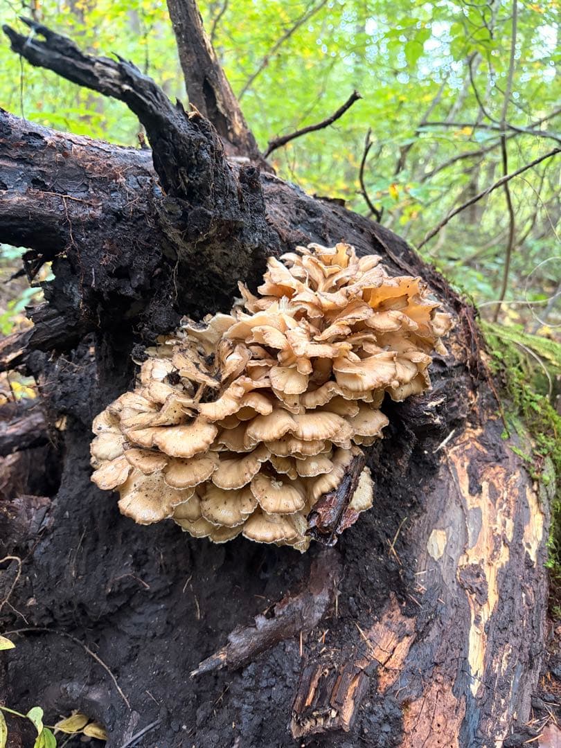 食材仕入れ専門‼️ 天然きのこ 舞茸 クリタケ ナラタケ2kg クール送料込