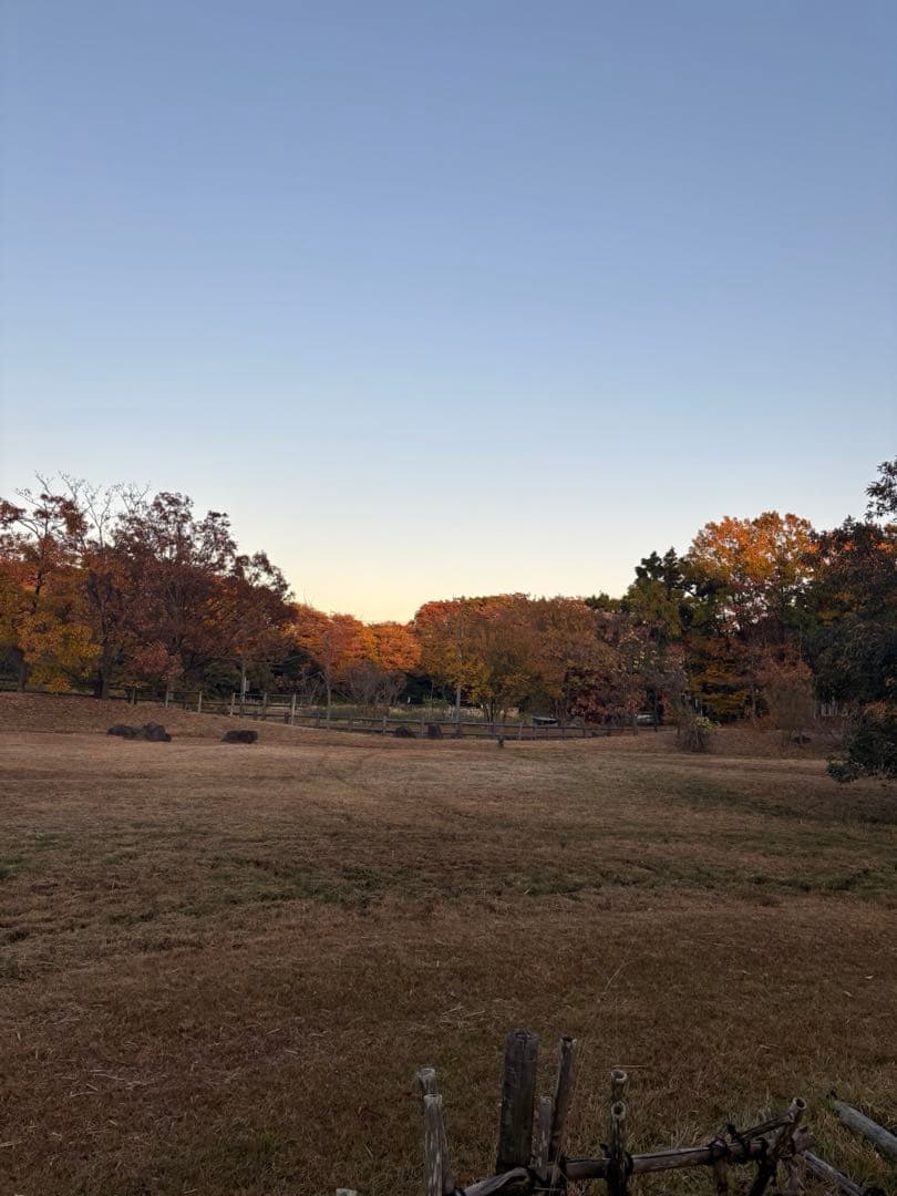 専用ページモンプチとやきかつお