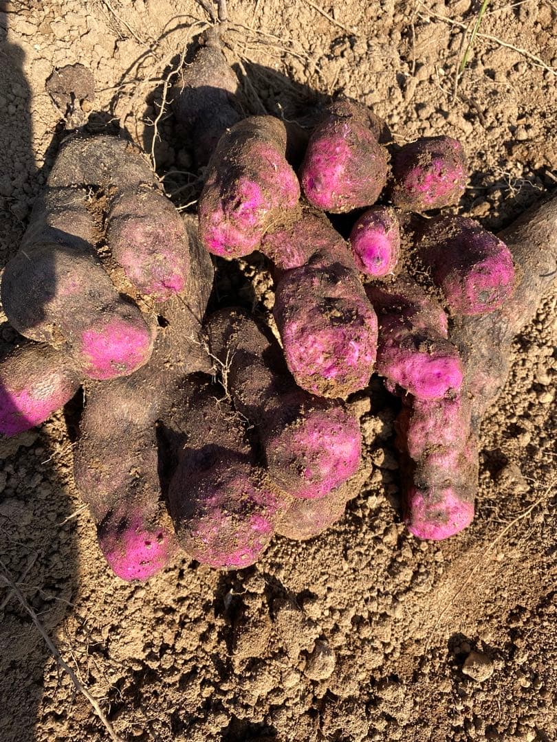 hisae　紫山芋20kg