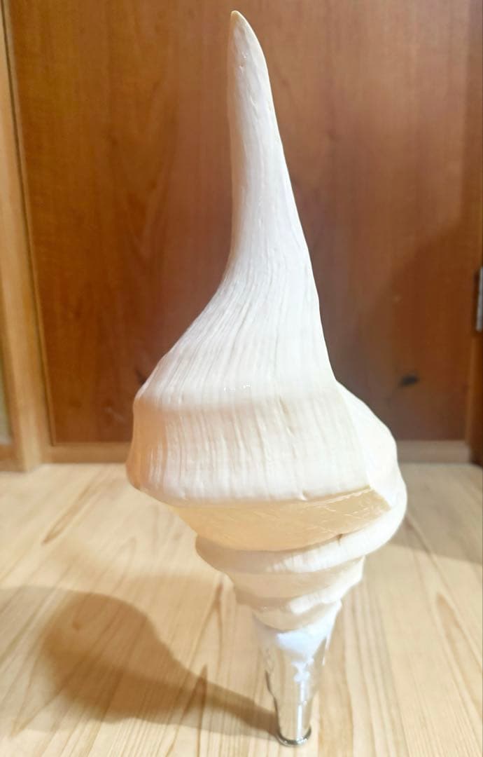 綺麗な特大45㎝アラフラオオニシ 法螺貝　ほら貝　ホラガイ