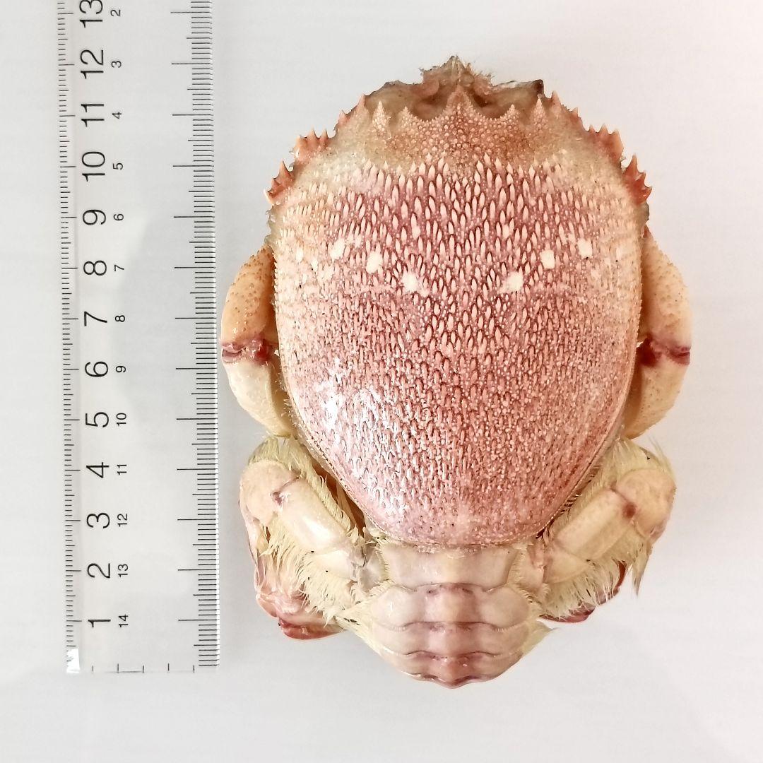 極希少【1点物】アサヒガニ② 乾燥・色彩保存標本 除肉処理済 全長約12cm