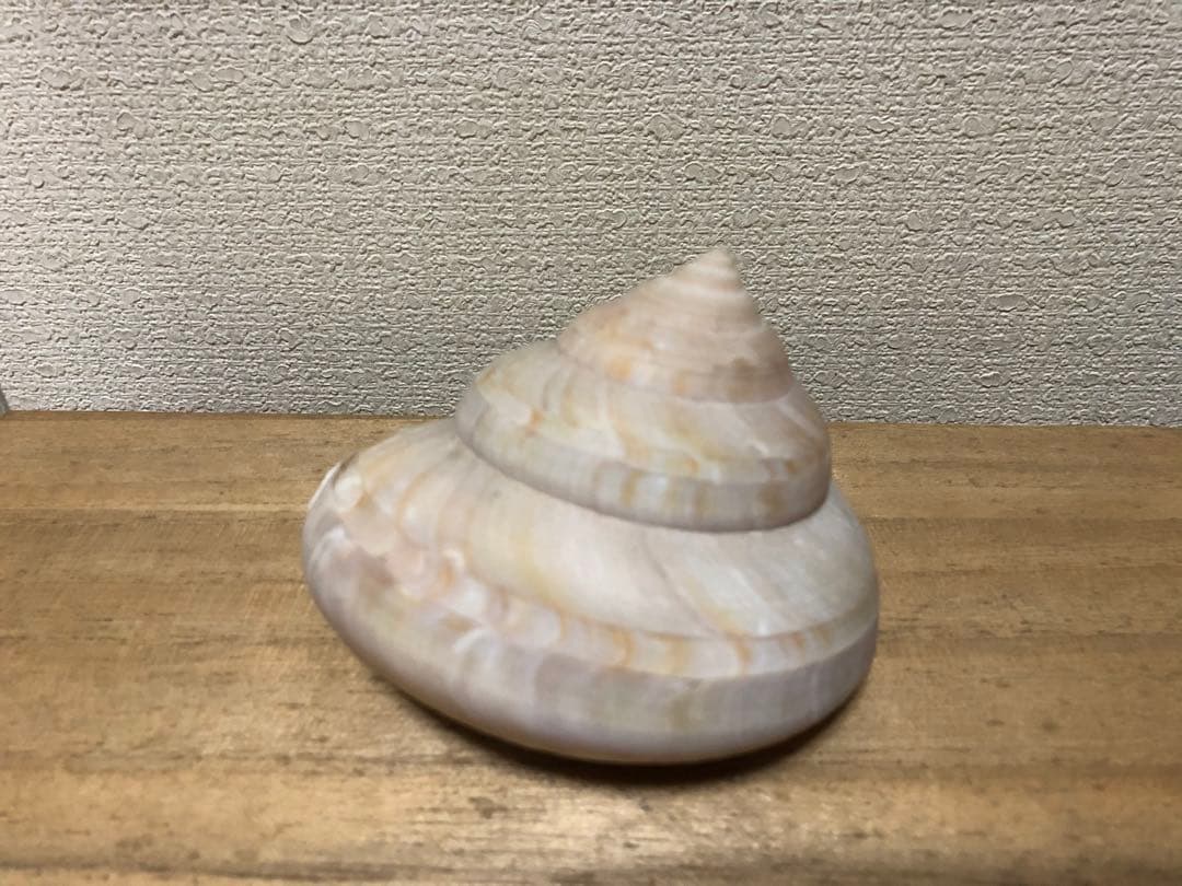 ミナミノオキナエビス