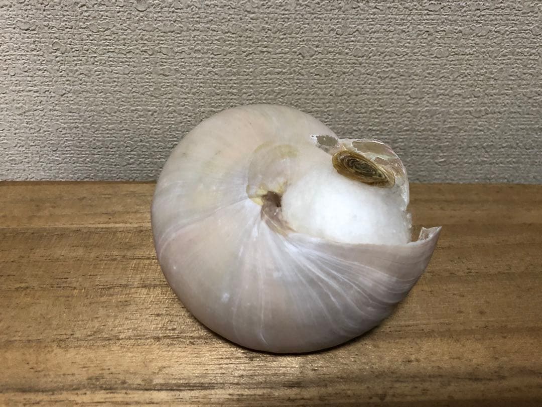 ミナミノオキナエビス