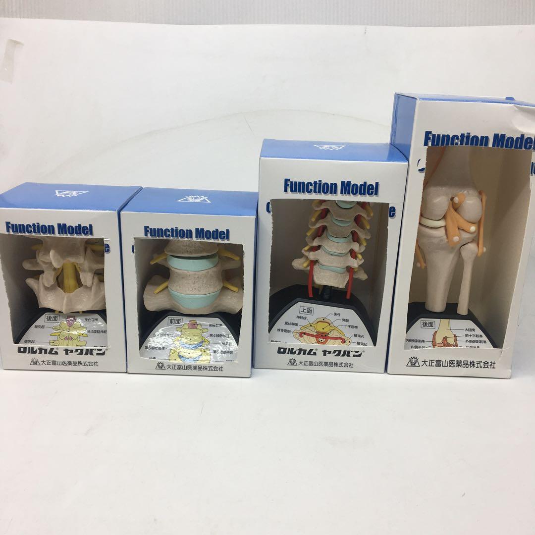 大正製薬　人体模型　関節　骨