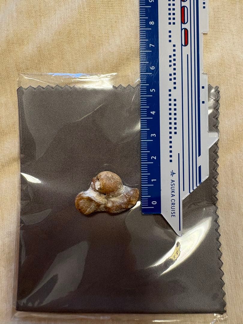 【幸運の御守り】イルカの耳骨