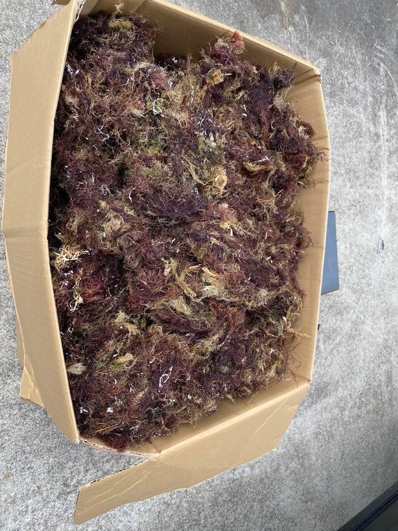 南房総産　天草　ところてん訳あり　8キロ