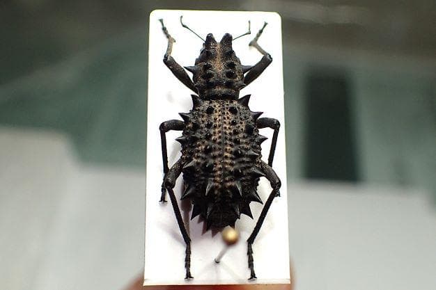 これぞ、Acantholophus 至高の頂！