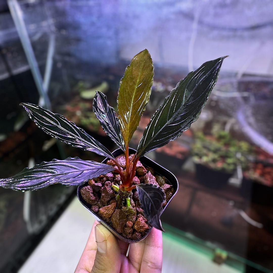 こ*た様 ブセファランドラでBucephalandra Kishii 細葉