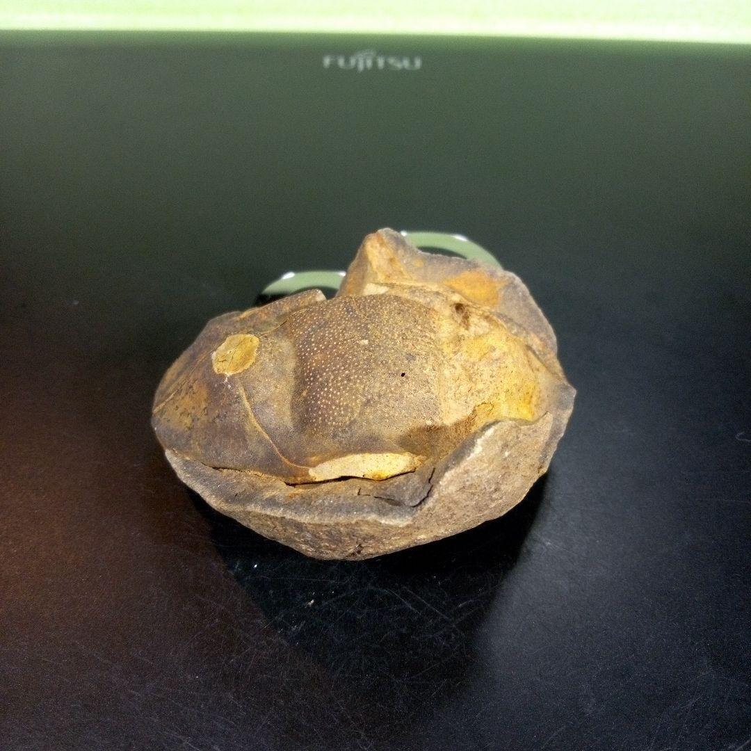 三葉虫　化石　fossil　ボリビア　trilobite　海生動物　三葉虫識別⑦