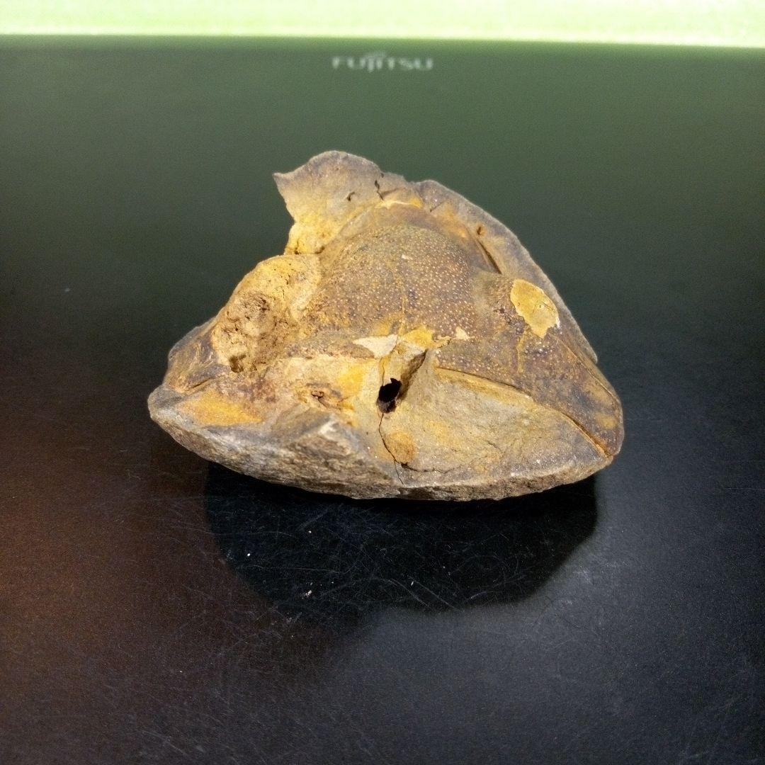 三葉虫　化石　fossil　ボリビア　trilobite　海生動物　三葉虫識別⑦