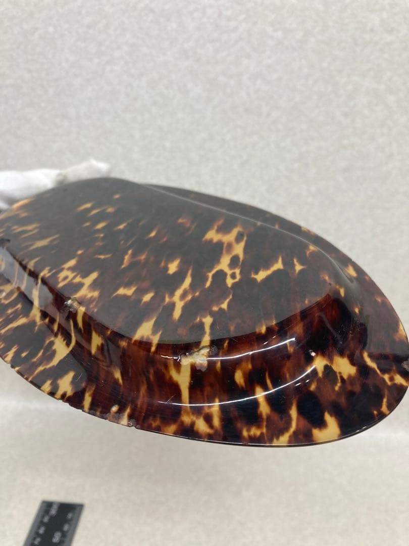 D0104）希少 中国古美術 文房具 水盤 鼈甲水盤 本鼈甲 天然べっ甲