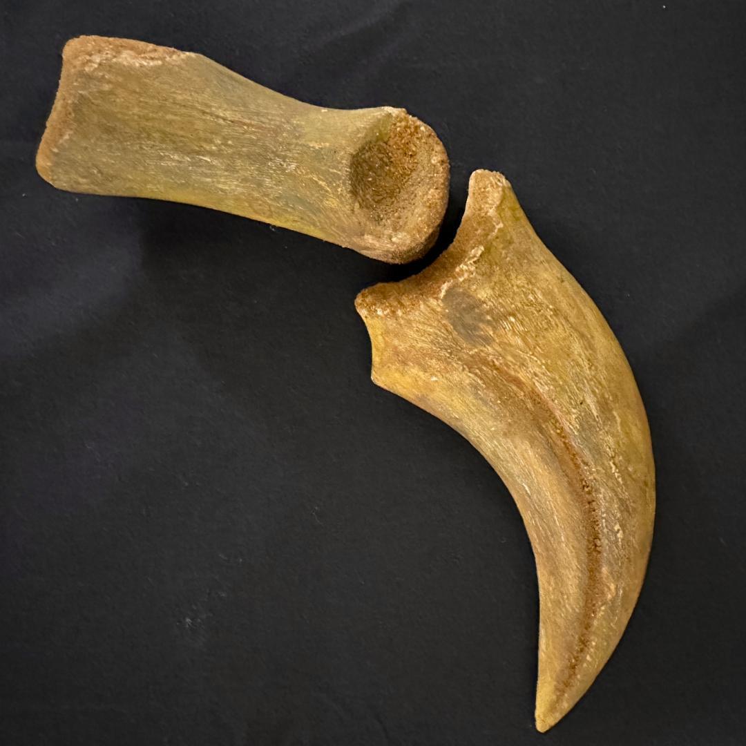 スピノサウルス ハンドクロウ かぎ爪 関節 化石 肉食恐竜 獣脚類 1337①