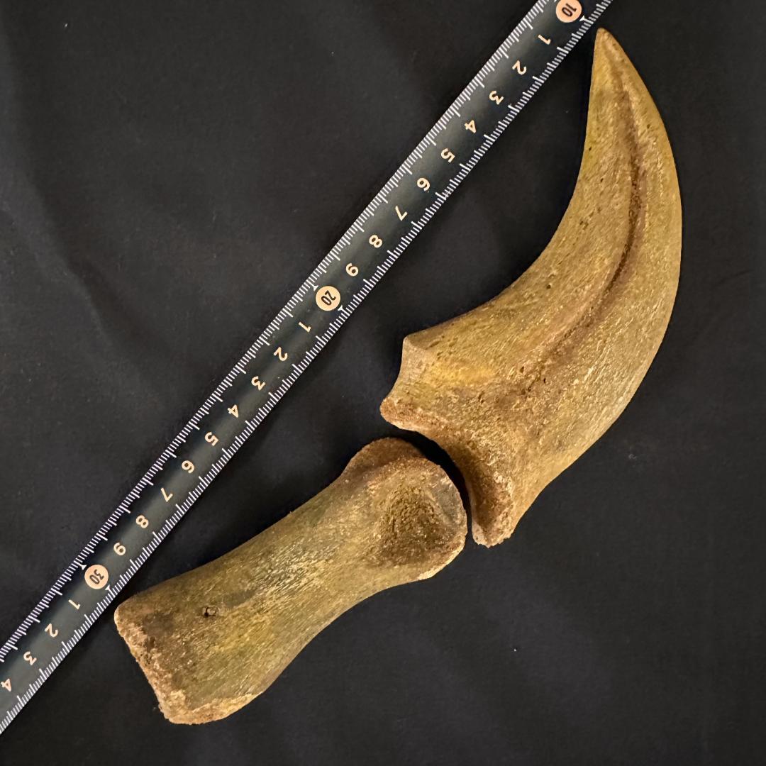 スピノサウルス ハンドクロウ かぎ爪 関節 化石 肉食恐竜 獣脚類 1337①