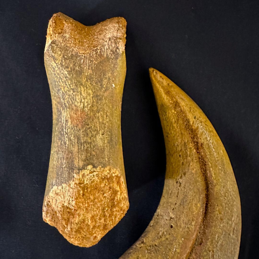 スピノサウルス ハンドクロウ かぎ爪 関節 化石 肉食恐竜 獣脚類 1337①