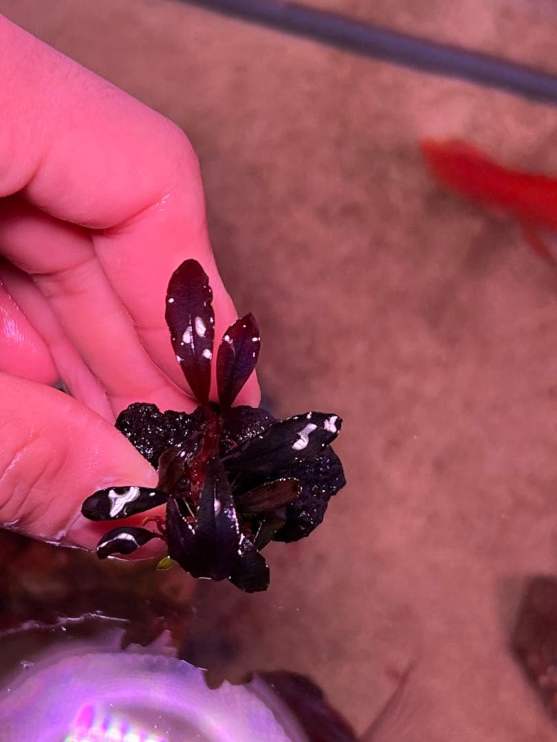 ブセファランドラspゴーストカリマンタン 3-4株