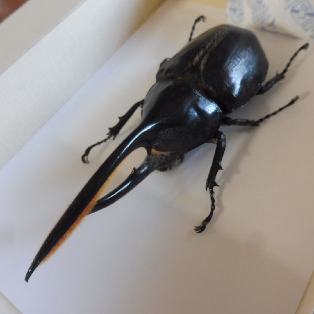 ヘラクレスオオカブトの標本 額入り