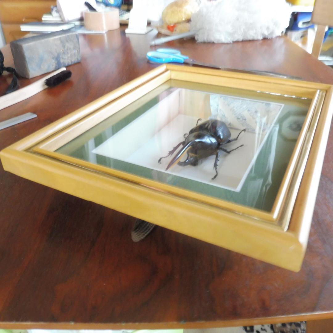 ヘラクレスオオカブトの標本 額入り