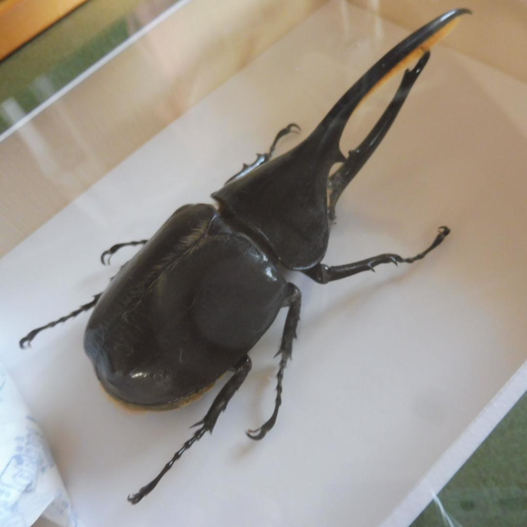 ヘラクレスオオカブトの標本 額入り