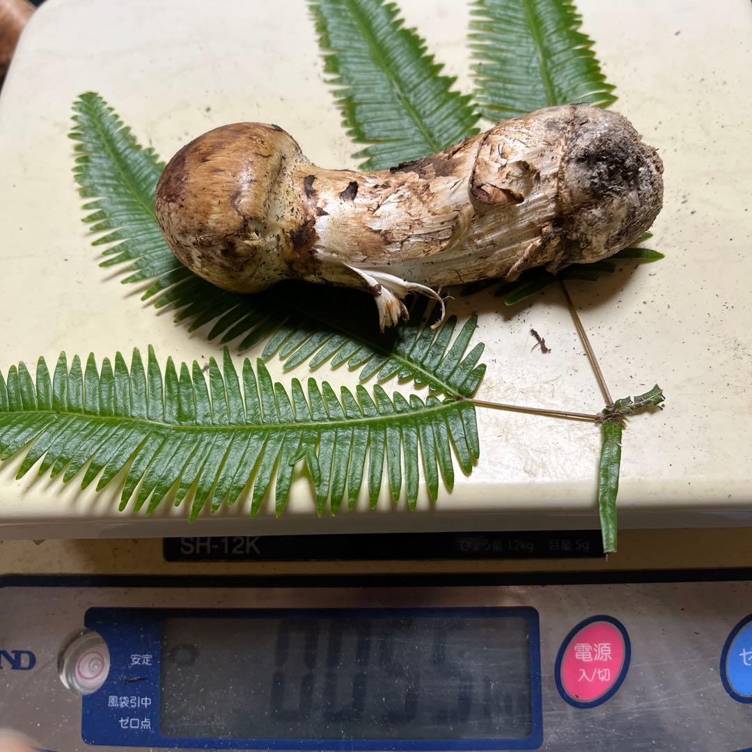 【大阪泉州産】11月12日採取「ちょこっとブサイクちゃん」110g 明日迄