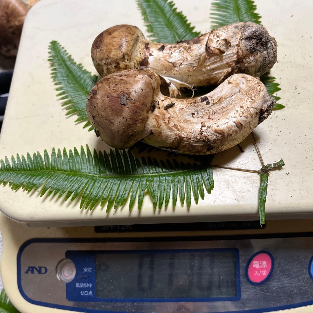 【大阪泉州産】11月12日採取「ちょこっとブサイクちゃん」110g 明日迄