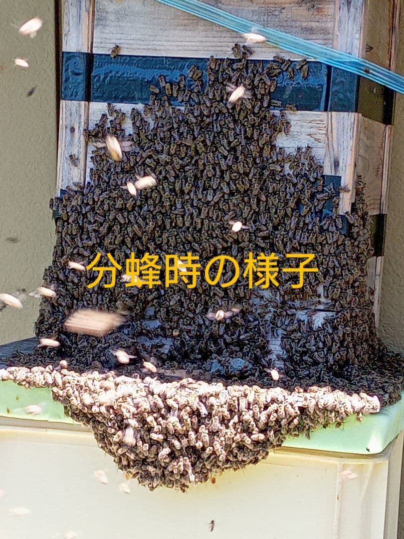 【超希少】採れたて！ニホンミツバチ　ハチミツ　信州産　非加熱　300ｇ✕4