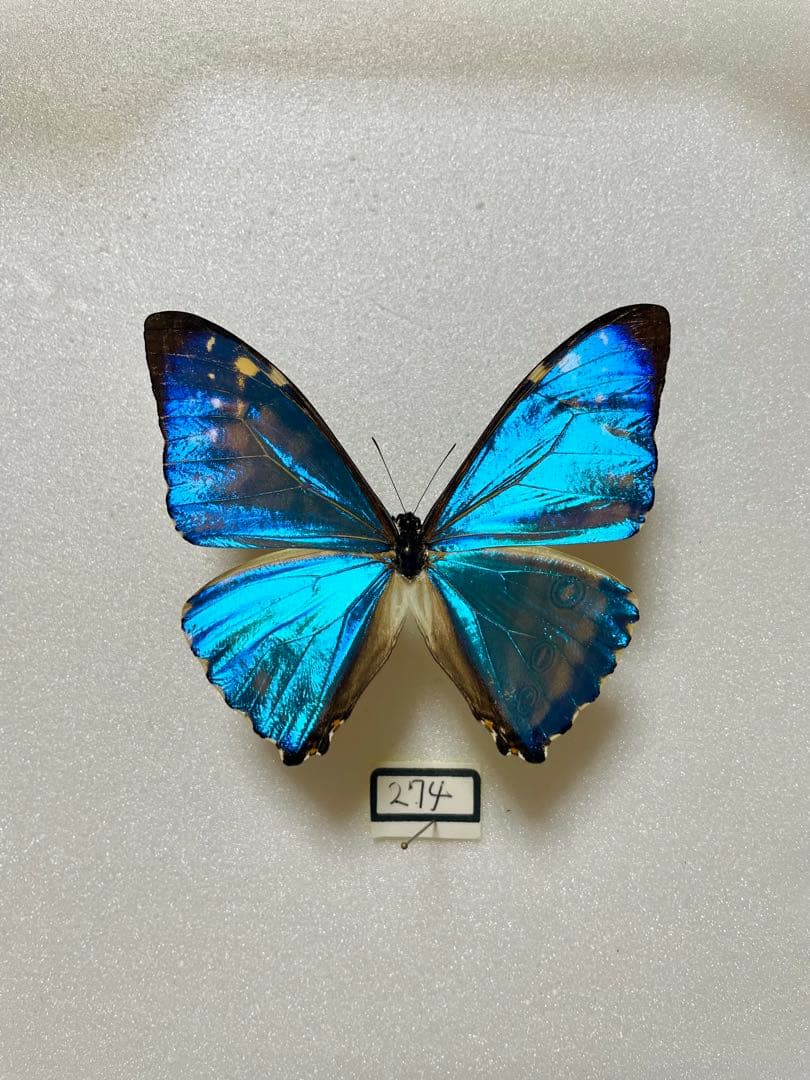 ゼフィリティスモルフォ（オス、ペルー産）