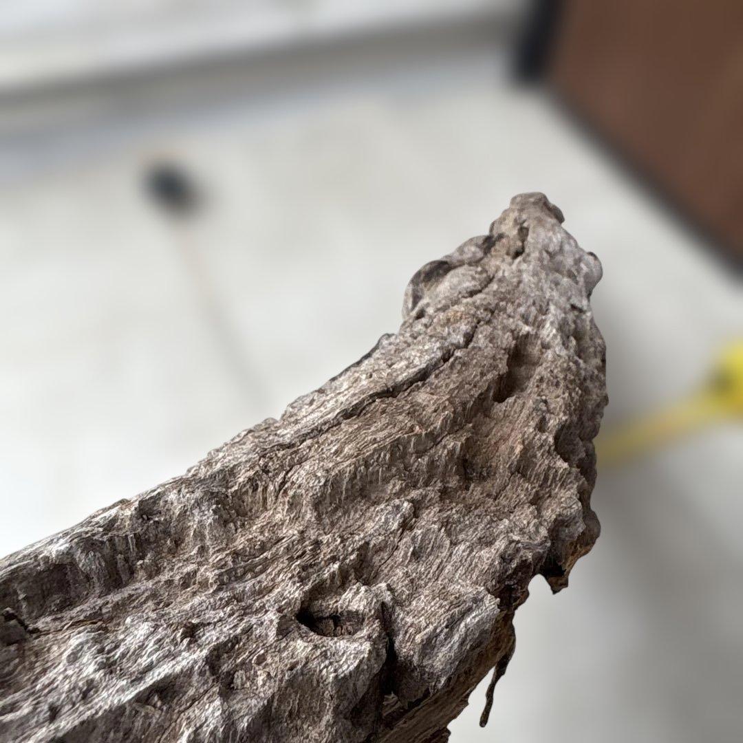 流木インテリア　爬虫類