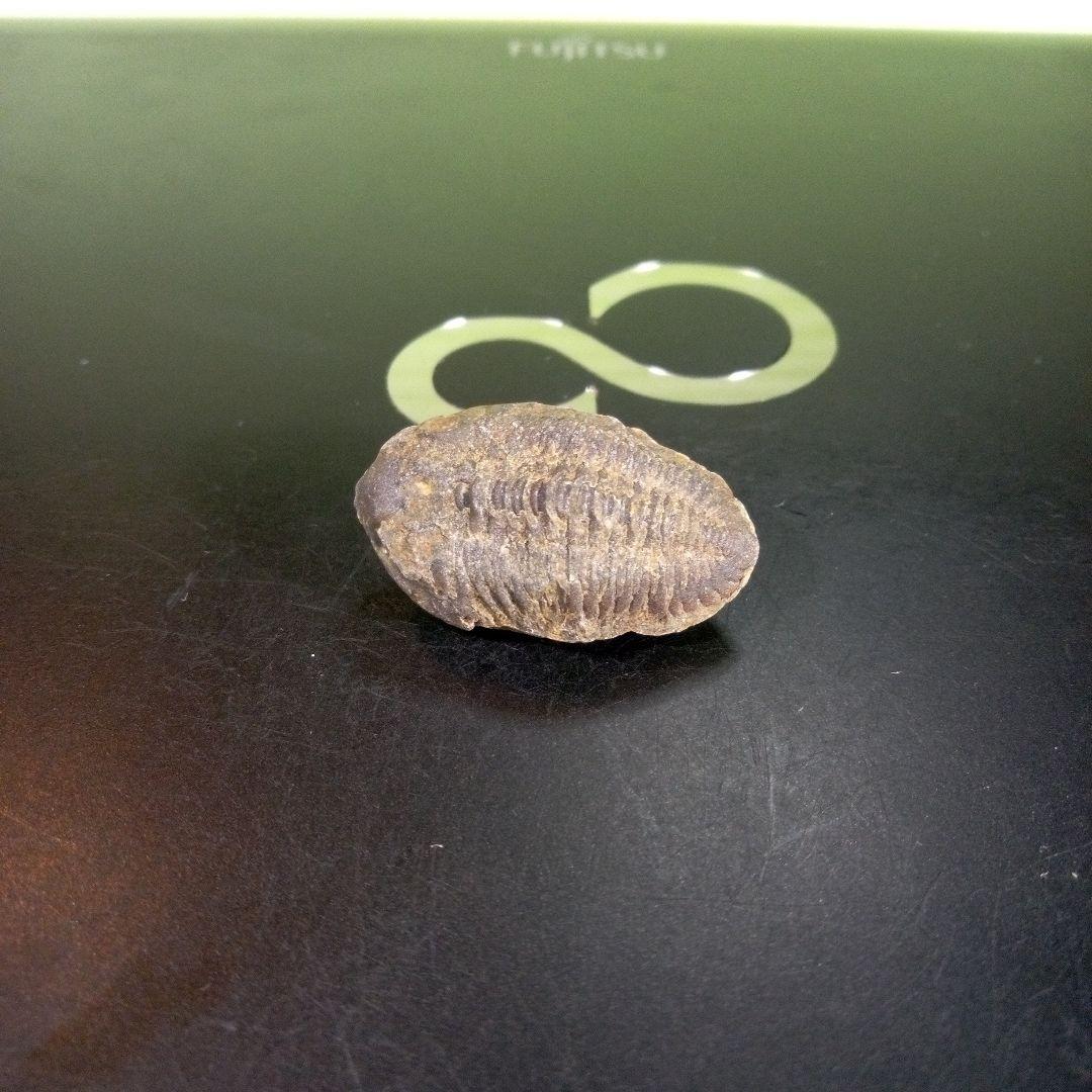 三葉虫　化石　fossil　海　ボリビア産　trilobite　海生動物種別②