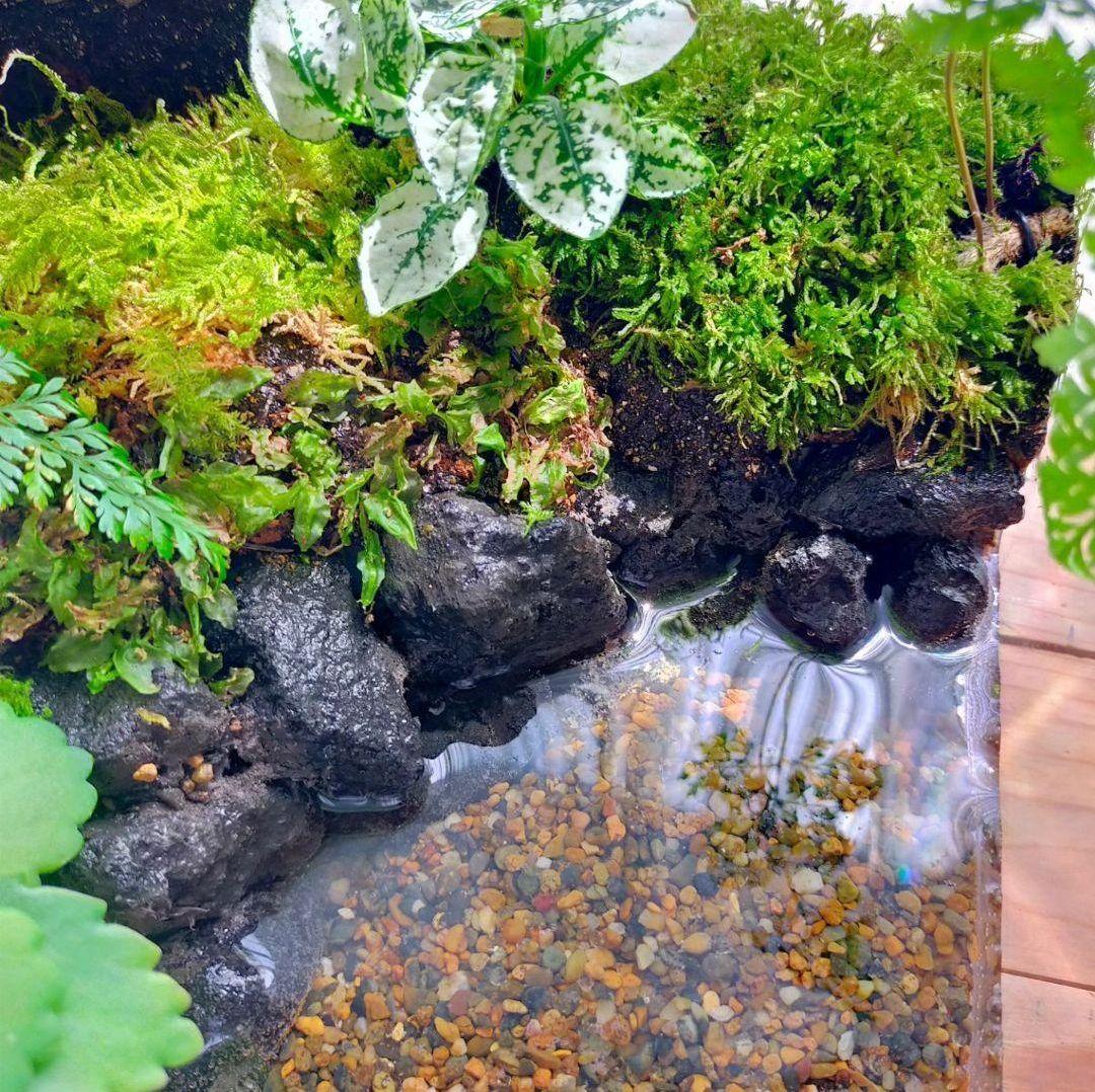 隠れ家つき！、自然の中の飼育箱苔テラリウム