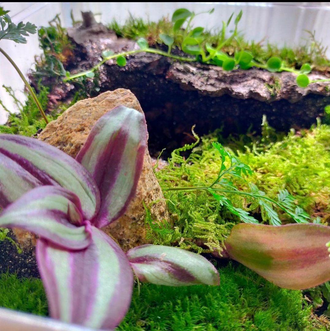 隠れ家つき！、自然の中の飼育箱苔テラリウム