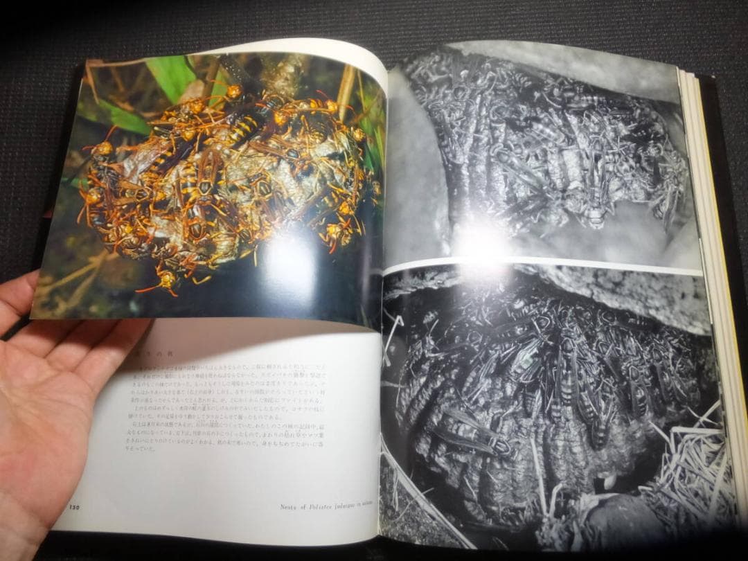 田淵行男！小さなラガーたち！アシナガバチの生態！　　　 　　検高山蝶大雪の蝶標本