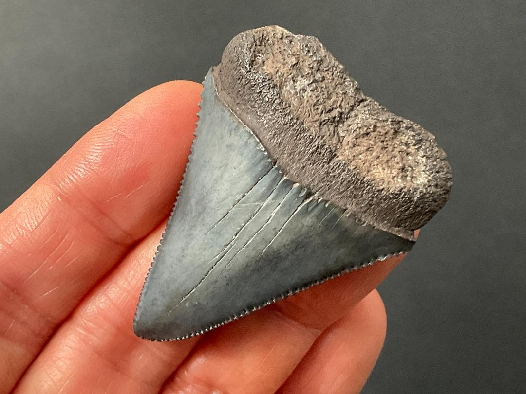 サメの歯 [GR215] ホホジロザメ ホオジロザメ 化石 希少 レア