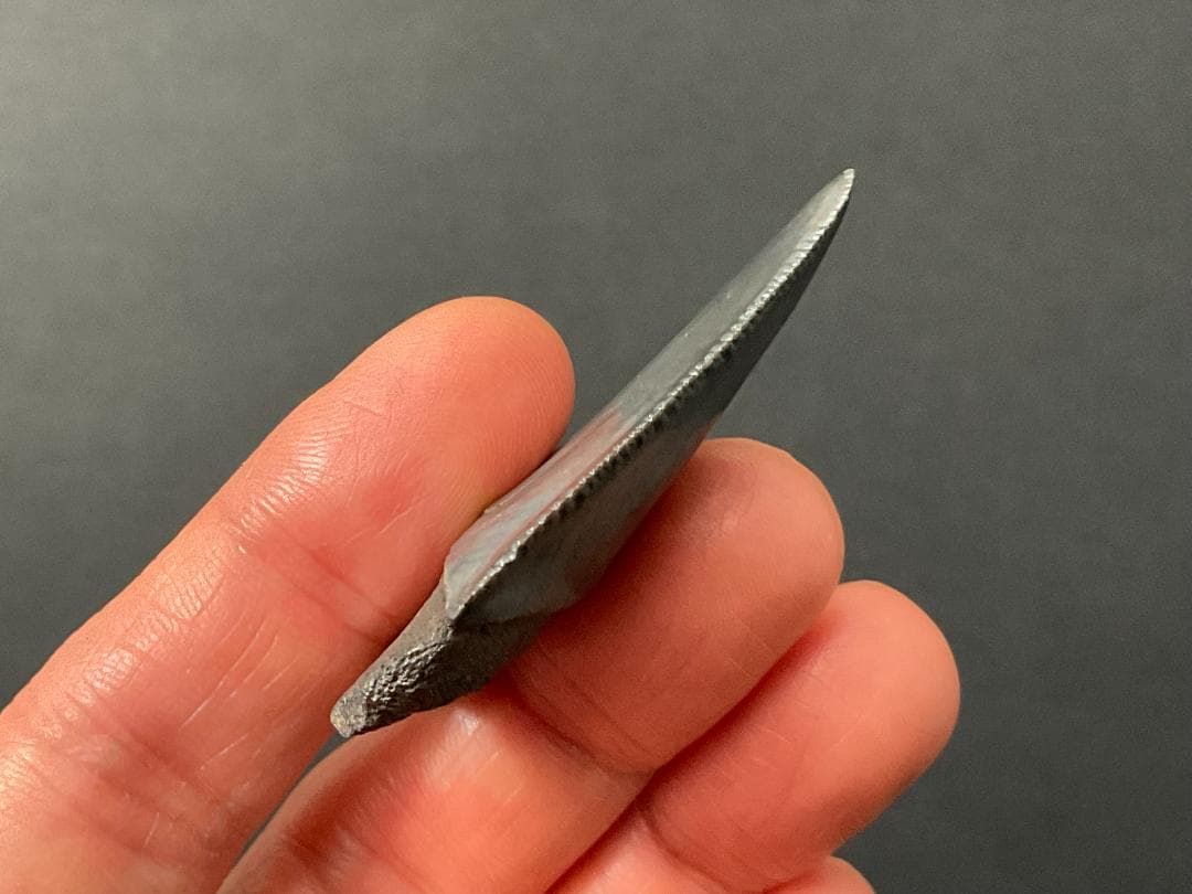 サメの歯 [GR215] ホホジロザメ ホオジロザメ 化石 希少 レア