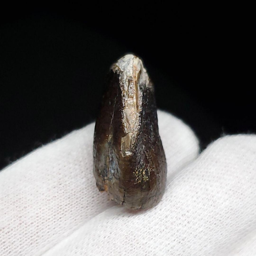 極上 ジョバリア 歯 化石 本物 ニジェール産 25.65mm fr105