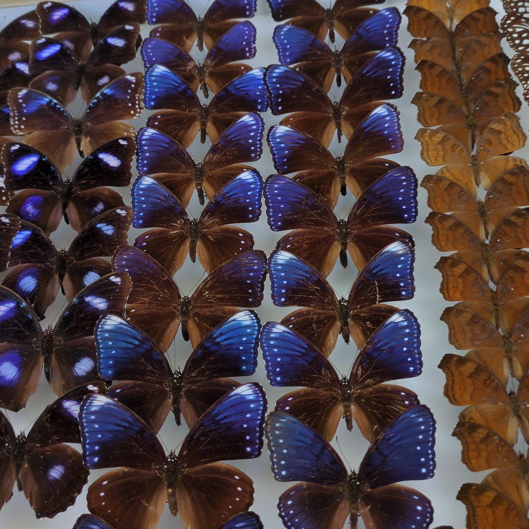 リユウキユウムラサキ14頭、外、沖縄迷蝶