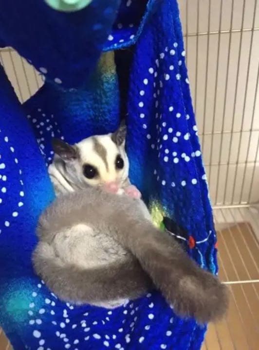 モモンガハウス（ニコちゃん星柄・Ⅱ‐1）   秋・春仕様  1950円