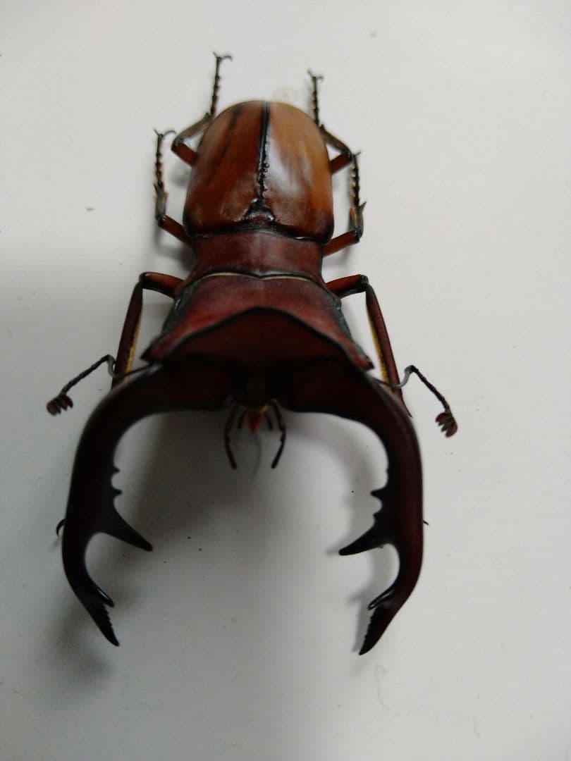 アラガールホソアカクワガタWD標本
