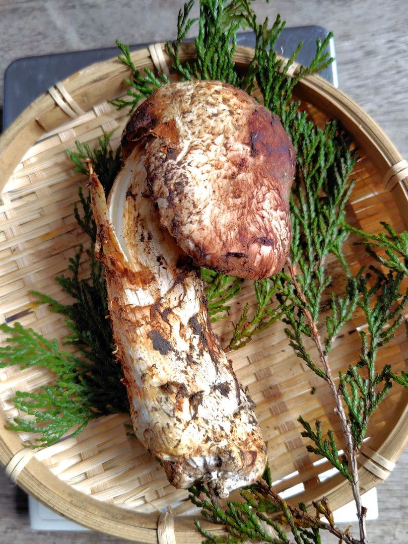 〖ちょい訳アリ〗松茸 128g すだちつき 信州 天然きのこ 長野 国産