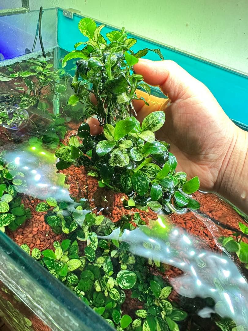 アヌビアスナナプチスノーフレークまとめ