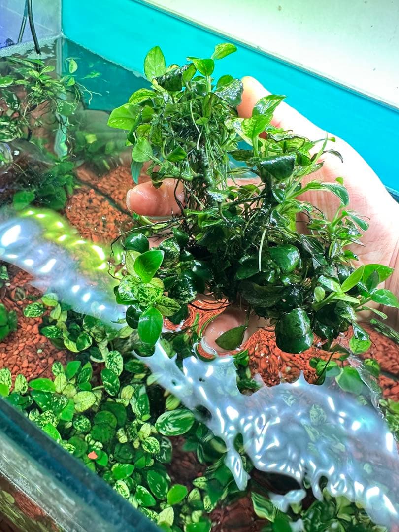 アヌビアスナナプチスノーフレークまとめ