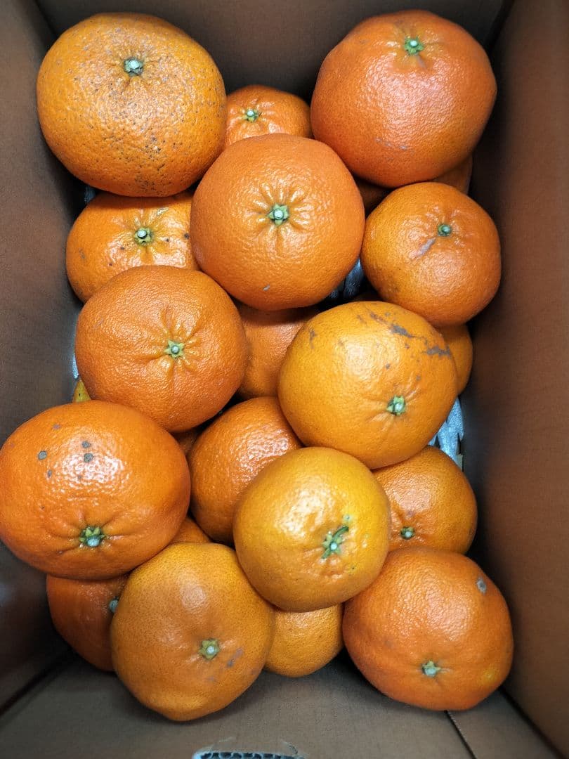 甘平　箱込20キロ　　サイズバラM〜3L　愛媛県松山市産