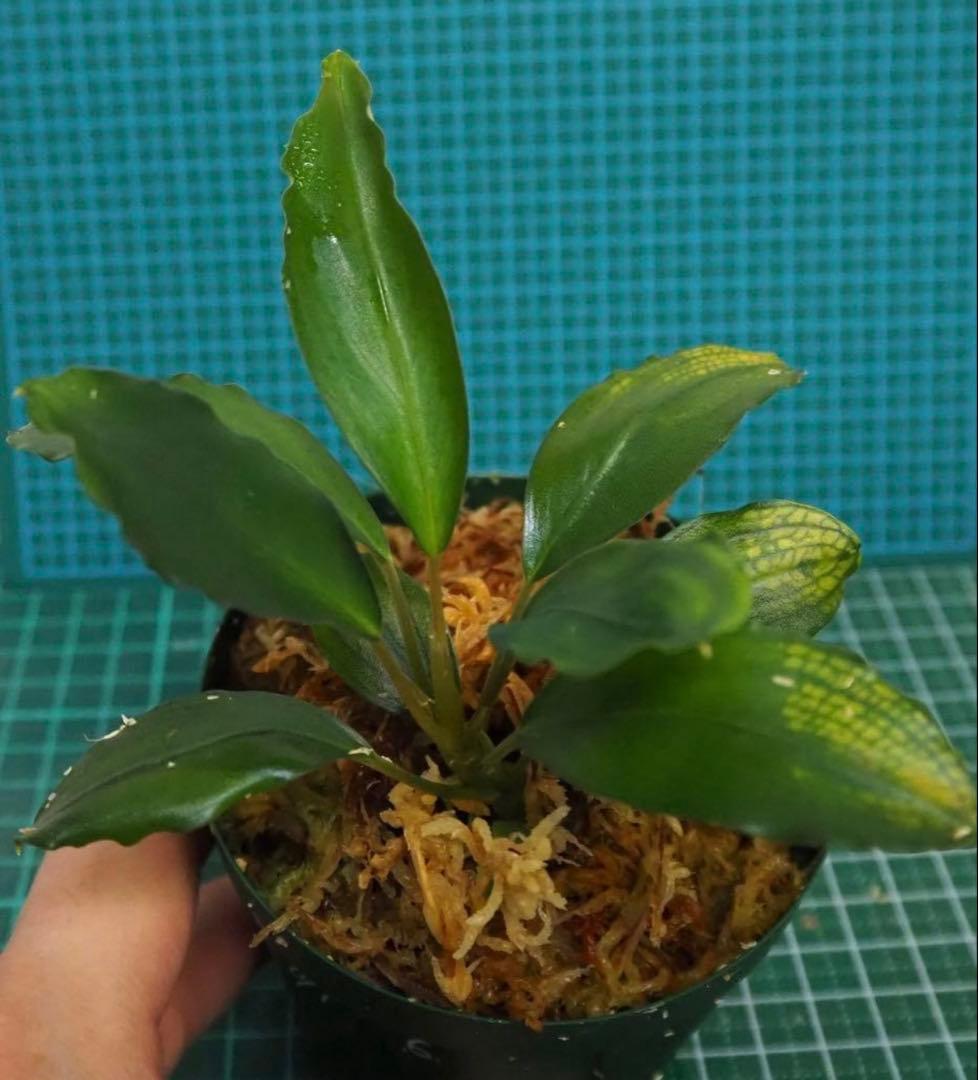 Bucephalandra sp.オリーバ【カミハタ】