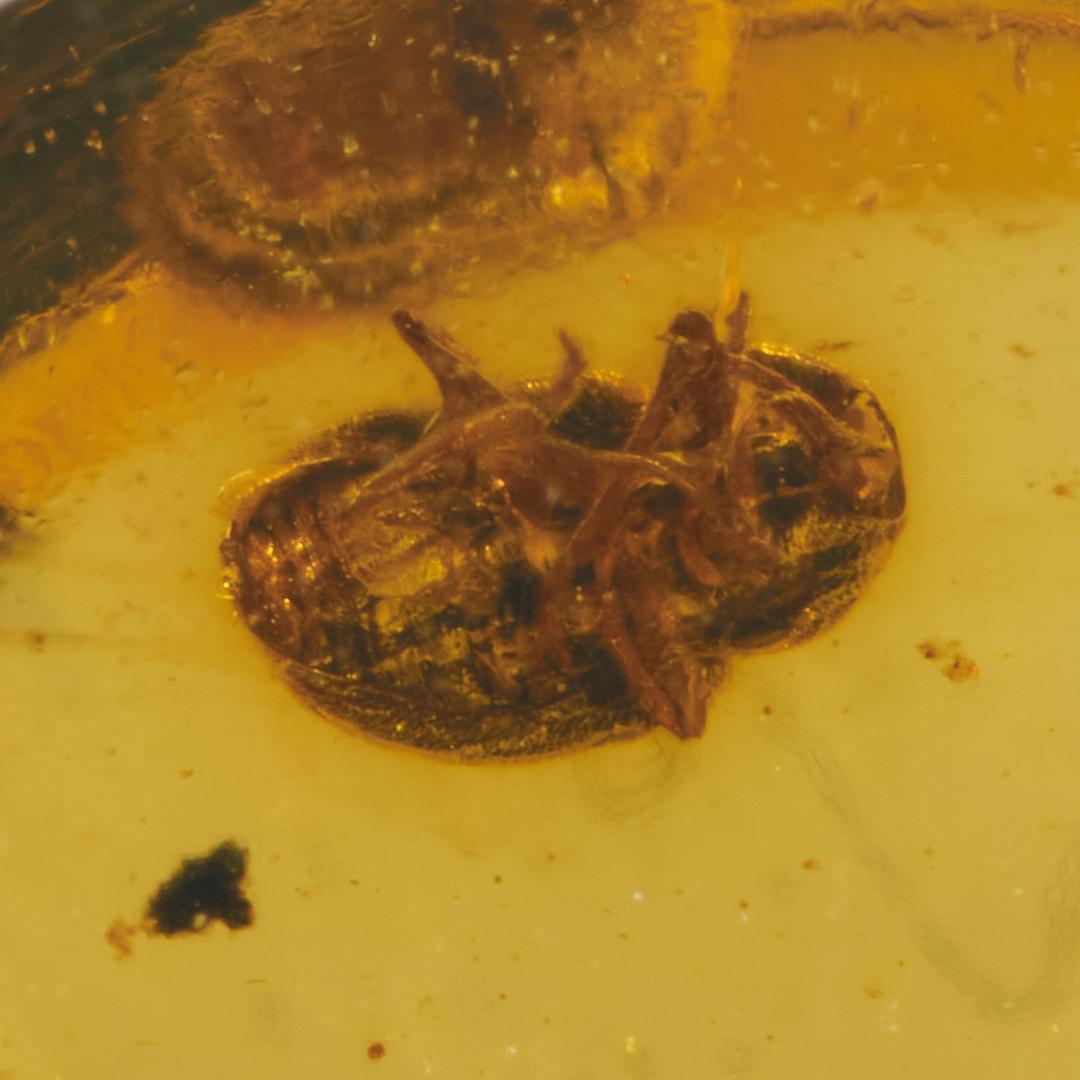 レア極上品 PA0021虫入り琥珀化石　ミャンマーカムティかタナイ9900万年前