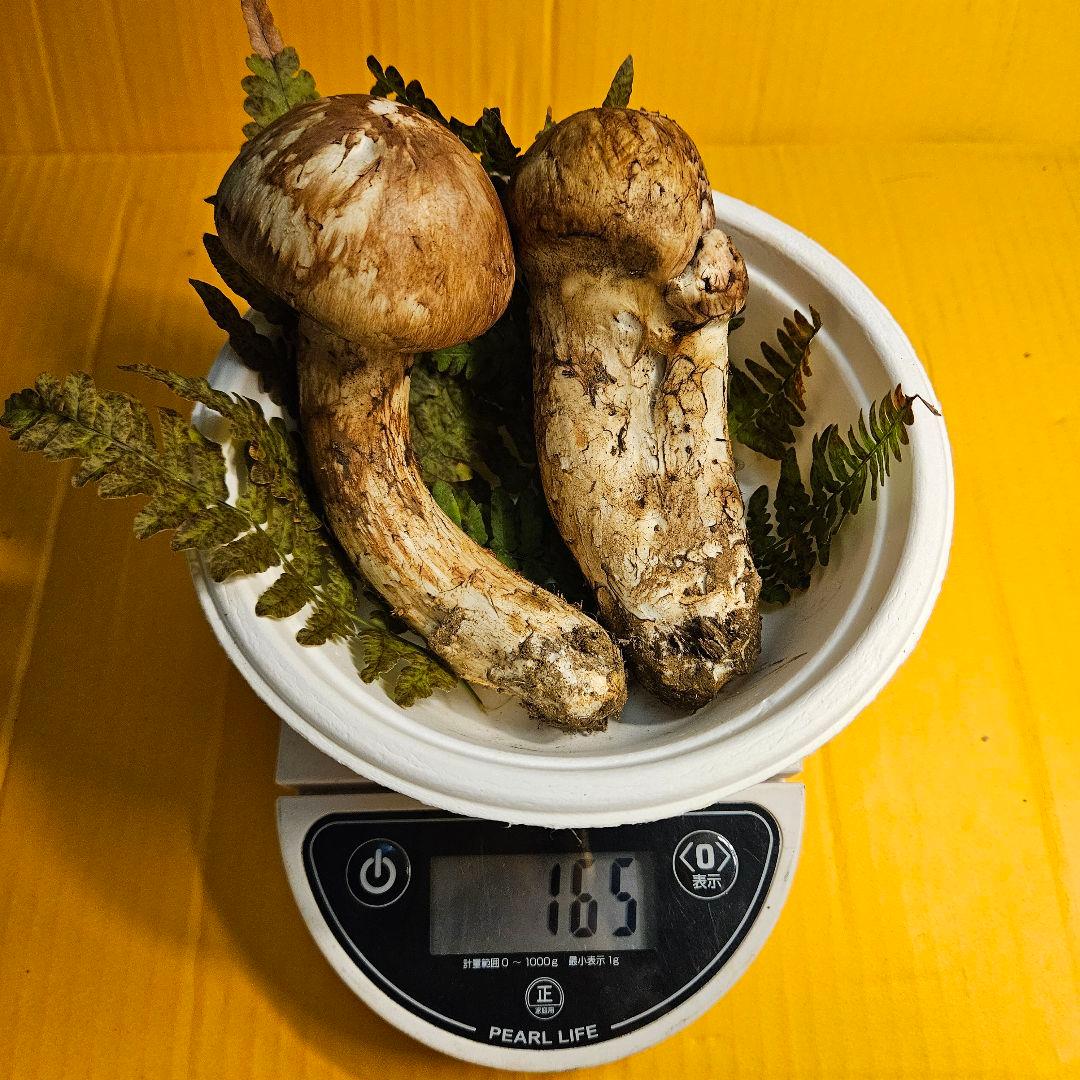 松竹梅 岩手県産松茸165g