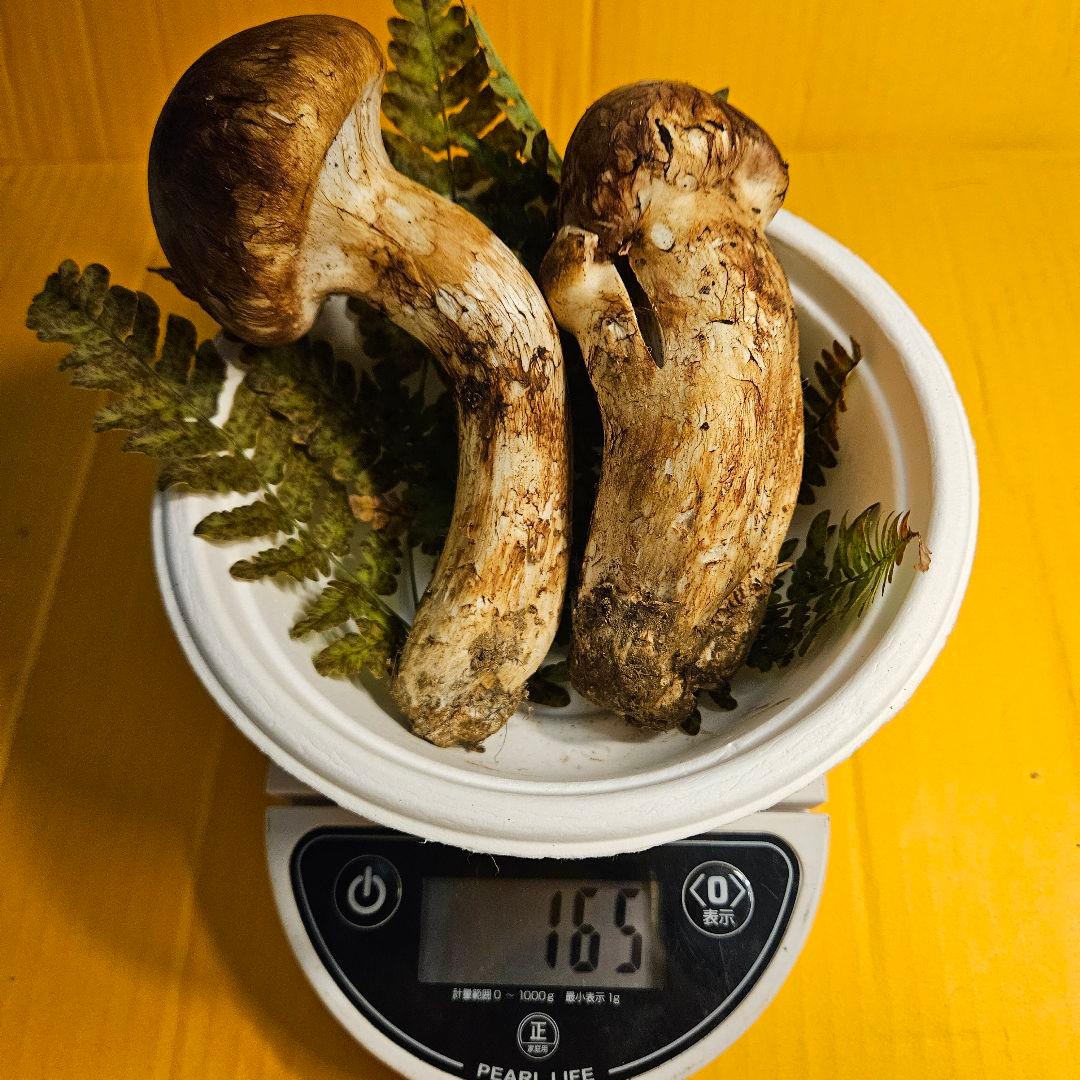 松竹梅 岩手県産松茸165g