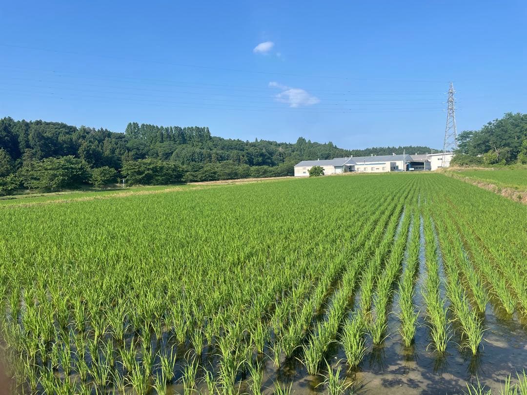 福島県産コシヒカリ玄米 20kg